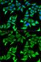 Nectin Cell Adhesion Molecule 2 antibody, GTX54584, GeneTex, Immunofluorescence image 