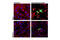Caspase 3 antibody, 9579T, Cell Signaling Technology, Immunofluorescence image 