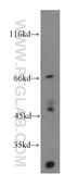 Centromere protein U antibody, 13186-1-AP, Proteintech Group, Western Blot image 