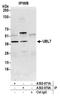 Ubiquitin Like 7 antibody, A302-970A, Bethyl Labs, Immunoprecipitation image 