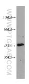 GDP Dissociation Inhibitor 2 antibody, 60078-1-Ig, Proteintech Group, Western Blot image 
