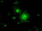 Ring Finger Protein 144B antibody, LS-C114786, Lifespan Biosciences, Immunofluorescence image 