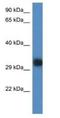Uncharacterized protein C14orf28 homolog antibody, NBP1-74246, Novus Biologicals, Western Blot image 