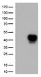 CD134 antibody, UM800167, Origene, Western Blot image 