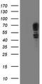 Schwannomin-interacting protein 1 antibody, LS-C786992, Lifespan Biosciences, Western Blot image 