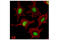 Histone H3 antibody, 14111T, Cell Signaling Technology, Immunofluorescence image 