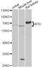 Biotinidase antibody, LS-C748970, Lifespan Biosciences, Western Blot image 