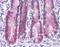 N-Acylsphingosine Amidohydrolase 2 antibody, orb89823, Biorbyt, Immunohistochemistry paraffin image 