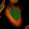 Cyclin Dependent Kinase 11B antibody, NBP1-85726, Novus Biologicals, Immunofluorescence image 