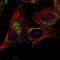 Mitochondrial Fission Regulator 1 Like antibody, NBP1-86400, Novus Biologicals, Immunofluorescence image 
