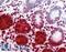 Defensin-5 antibody, LS-B2904, Lifespan Biosciences, Immunohistochemistry frozen image 