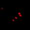 Recombination Activating 2 antibody, abx141779, Abbexa, Western Blot image 