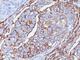 CD44 antibody, V3012SAF-100UG, NSJ Bioreagents, Flow Cytometry image 