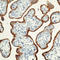 Human Chorionic gonadotrophin antibody, LS-C87468, Lifespan Biosciences, Immunohistochemistry frozen image 