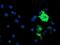 Anaphase Promoting Complex Subunit 2 antibody, MA5-25665, Invitrogen Antibodies, Immunocytochemistry image 