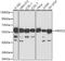 Histone Deacetylase 2 antibody, GTX65924, GeneTex, Western Blot image 