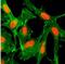 Histone Cluster 4 H4 antibody, NBP2-61554, Novus Biologicals, Immunocytochemistry image 