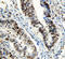Heat Shock Transcription Factor 1 antibody, LS-C312765, Lifespan Biosciences, Immunohistochemistry paraffin image 