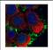 Moesin antibody, NBP2-19376, Novus Biologicals, Immunofluorescence image 