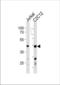 Polymerase delta-interacting protein 3 antibody, TA324691, Origene, Western Blot image 