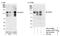 Ubiquitin carboxyl-terminal hydrolase 37 antibody, NB110-40709, Novus Biologicals, Western Blot image 