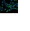 FMR1 Autosomal Homolog 1 antibody, ab129089, Abcam, Immunofluorescence image 