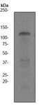 Kinase suppressor of Ras 1 antibody, ab68483, Abcam, Western Blot image 