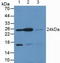 RAS Like Proto-Oncogene A antibody, LS-C705560, Lifespan Biosciences, Western Blot image 