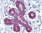 Homeobox A5 antibody, ARP39383_P050, Aviva Systems Biology, Immunohistochemistry paraffin image 