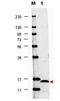 Pancreatic alpha-amylase antibody, orb344946, Biorbyt, Western Blot image 