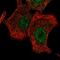 LON Peptidase N-Terminal Domain And Ring Finger 2 antibody, HPA057366, Atlas Antibodies, Immunocytochemistry image 