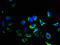 Integrin Subunit Alpha 2b antibody, LS-C369886, Lifespan Biosciences, Immunofluorescence image 