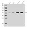 Arginine decarboxylase antibody, A07836, Boster Biological Technology, Western Blot image 