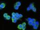 Epithelial Cell Adhesion Molecule antibody, 10694-R028, Sino Biological, Immunofluorescence image 