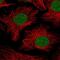 PHD Finger Protein 10 antibody, NBP2-33759, Novus Biologicals, Immunofluorescence image 