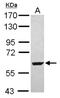 Seryl-tRNA synthetase, mitochondrial antibody, NBP2-20263, Novus Biologicals, Western Blot image 