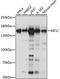 Kinesin Family Member 1C antibody, 16-232, ProSci, Western Blot image 