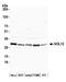 Nucleolar Protein 12 antibody, NBP1-46174, Novus Biologicals, Western Blot image 