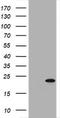 Growth arrest and DNA damage-inducible protein GADD45 gamma antibody, TA505479BM, Origene, Western Blot image 