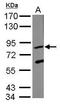 Krev interaction trapped protein 1 antibody, GTX109560, GeneTex, Western Blot image 