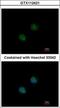 Protein Dom3Z antibody, GTX112421, GeneTex, Immunofluorescence image 