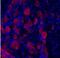 Neurotrophic Receptor Tyrosine Kinase 3 antibody, NB100-98829, Novus Biologicals, Immunofluorescence image 