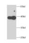 APOL1 antibody, FNab00502, FineTest, Western Blot image 