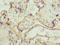 UBX Domain Protein 10 antibody, LS-C399455, Lifespan Biosciences, Immunohistochemistry paraffin image 