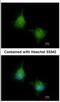 EMAP Like 2 antibody, NBP2-16330, Novus Biologicals, Immunocytochemistry image 