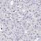 ADP Ribosylation Factor Like GTPase 4D antibody, HPA060379, Atlas Antibodies, Immunohistochemistry frozen image 