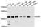 Discoidin Domain Receptor Tyrosine Kinase 2 antibody, A10060, ABclonal Technology, Western Blot image 