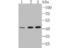 Septin-2 antibody, NBP2-75660, Novus Biologicals, Western Blot image 