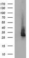 ChaC Glutathione Specific Gamma-Glutamylcyclotransferase 1 antibody, TA507032AM, Origene, Western Blot image 