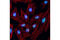 SUMO Specific Peptidase 3 antibody, 5591S, Cell Signaling Technology, Immunofluorescence image 